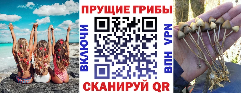 mega ссылки  Рошаль  Псилоцибиновые грибы GOLDEN TEACHER 